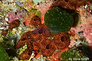 Botryllus niger-Wangi Wangi Island-11m-20180601-Denis-ADER-DSC_3103_tn